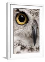 Close-Up of Great Horned Owl, Bubo Virginianus Subarcticus-Life on White-Framed Photographic Print