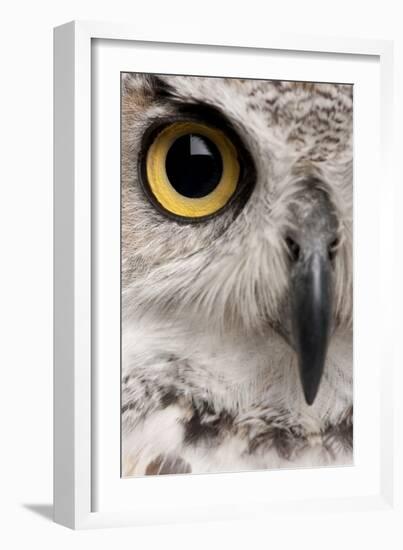 Close-Up of Great Horned Owl, Bubo Virginianus Subarcticus-Life on White-Framed Photographic Print