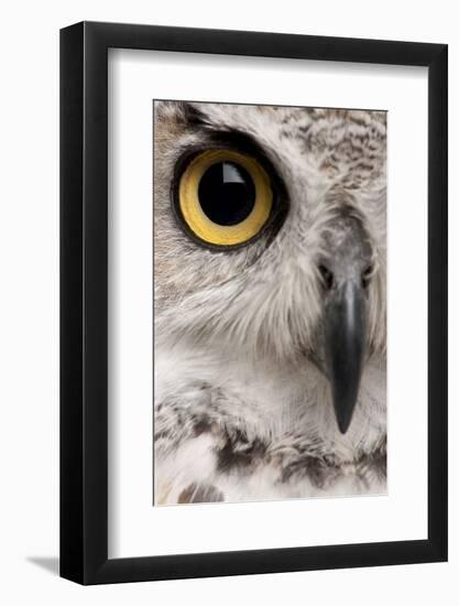 Close-Up of Great Horned Owl, Bubo Virginianus Subarcticus-Life on White-Framed Photographic Print