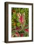 Close-up of green and red leaves of a Caladium bicolor.-Tom Haseltine-Framed Photographic Print