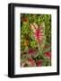 Close-up of green and red leaves of a Caladium bicolor.-Tom Haseltine-Framed Photographic Print
