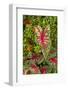 Close-up of green and red leaves of a Caladium bicolor.-Tom Haseltine-Framed Photographic Print