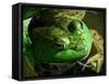 Close Up of Green Bull Frog.-Daniel Gambino-Framed Stretched Canvas