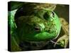 Close Up of Green Bull Frog.-Daniel Gambino-Stretched Canvas