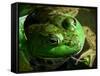 Close Up of Green Bull Frog.-Daniel Gambino-Framed Stretched Canvas