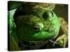 Close Up of Green Bull Frog.-Daniel Gambino-Stretched Canvas