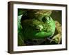 Close Up of Green Bull Frog.-Daniel Gambino-Framed Photographic Print