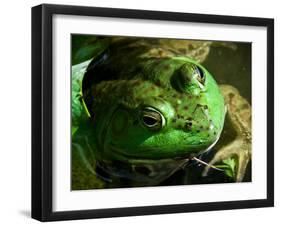 Close Up of Green Bull Frog.-Daniel Gambino-Framed Photographic Print