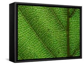 Close-up of Green Leaf, Jasmund National Park, Island of Ruegen, Germany-Christian Ziegler-Framed Stretched Canvas