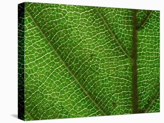 Close-up of Green Leaf, Jasmund National Park, Island of Ruegen, Germany-Christian Ziegler-Stretched Canvas