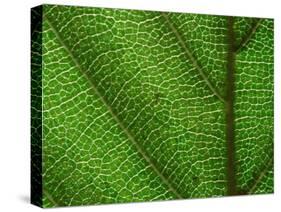 Close-up of Green Leaf, Jasmund National Park, Island of Ruegen, Germany-Christian Ziegler-Stretched Canvas