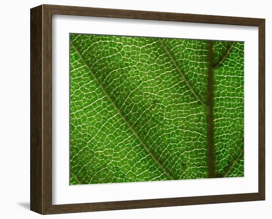 Close-up of Green Leaf, Jasmund National Park, Island of Ruegen, Germany-Christian Ziegler-Framed Photographic Print