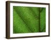 Close-up of Green Leaf, Jasmund National Park, Island of Ruegen, Germany-Christian Ziegler-Framed Photographic Print