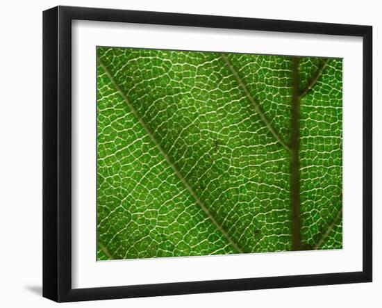 Close-up of Green Leaf, Jasmund National Park, Island of Ruegen, Germany-Christian Ziegler-Framed Photographic Print