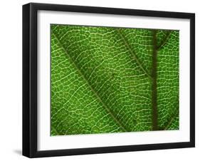 Close-up of Green Leaf, Jasmund National Park, Island of Ruegen, Germany-Christian Ziegler-Framed Photographic Print