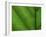 Close-up of Green Leaf, Jasmund National Park, Island of Ruegen, Germany-Christian Ziegler-Framed Photographic Print