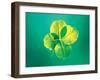 Close Up of Green Leaf Sprig on Dark Teal-null-Framed Photographic Print