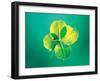 Close Up of Green Leaf Sprig on Dark Teal-null-Framed Photographic Print