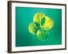 Close Up of Green Leaf Sprig on Dark Teal-null-Framed Photographic Print