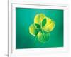 Close Up of Green Leaf Sprig on Dark Teal-null-Framed Photographic Print