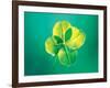 Close Up of Green Leaf Sprig on Dark Teal-null-Framed Photographic Print