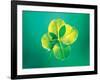 Close Up of Green Leaf Sprig on Dark Teal-null-Framed Photographic Print