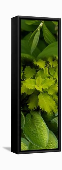 Close-Up of Green Leaves-null-Framed Stretched Canvas