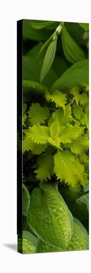 Close-Up of Green Leaves-null-Stretched Canvas