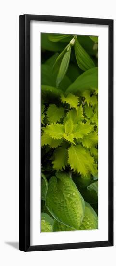 Close-Up of Green Leaves-null-Framed Photographic Print