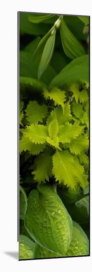 Close-Up of Green Leaves-null-Mounted Photographic Print