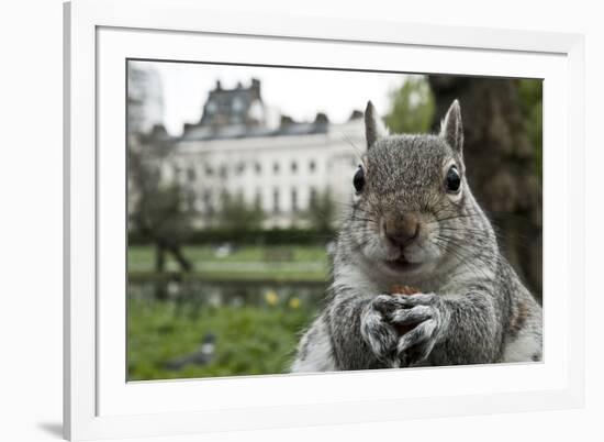 Close-Up of Grey Squirrel (Sciurus Carolinensis) Holding a Nut-Bertie Gregory-Framed Photographic Print