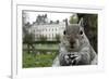 Close-Up of Grey Squirrel (Sciurus Carolinensis) Holding a Nut-Bertie Gregory-Framed Photographic Print