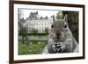 Close-Up of Grey Squirrel (Sciurus Carolinensis) Holding a Nut-Bertie Gregory-Framed Photographic Print