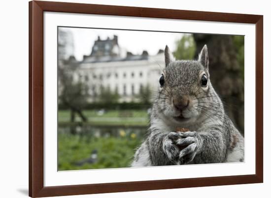 Close-Up of Grey Squirrel (Sciurus Carolinensis) Holding a Nut-Bertie Gregory-Framed Photographic Print