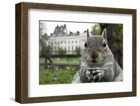 Close-Up of Grey Squirrel (Sciurus Carolinensis) Holding a Nut-Bertie Gregory-Framed Photographic Print
