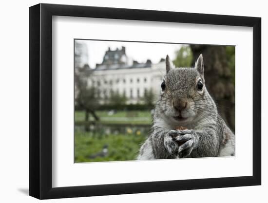 Close-Up of Grey Squirrel (Sciurus Carolinensis) Holding a Nut-Bertie Gregory-Framed Photographic Print