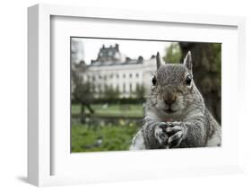 Close-Up of Grey Squirrel (Sciurus Carolinensis) Holding a Nut-Bertie Gregory-Framed Photographic Print
