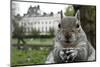 Close-Up of Grey Squirrel (Sciurus Carolinensis) Holding a Nut-Bertie Gregory-Mounted Photographic Print