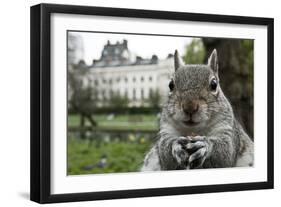 Close-Up of Grey Squirrel (Sciurus Carolinensis) Holding a Nut-Bertie Gregory-Framed Photographic Print