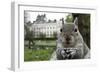 Close-Up of Grey Squirrel (Sciurus Carolinensis) Holding a Nut-Bertie Gregory-Framed Photographic Print