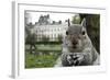 Close-Up of Grey Squirrel (Sciurus Carolinensis) Holding a Nut-Bertie Gregory-Framed Photographic Print