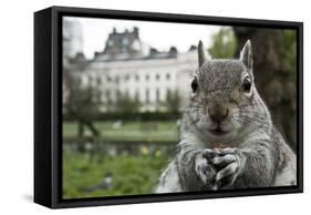 Close-Up of Grey Squirrel (Sciurus Carolinensis) Holding a Nut-Bertie Gregory-Framed Stretched Canvas