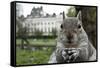 Close-Up of Grey Squirrel (Sciurus Carolinensis) Holding a Nut-Bertie Gregory-Framed Stretched Canvas