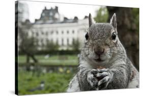 Close-Up of Grey Squirrel (Sciurus Carolinensis) Holding a Nut-Bertie Gregory-Stretched Canvas