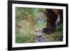 Close-Up of Grizzly Bear's Claws-Paul Souders-Framed Photographic Print