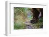 Close-Up of Grizzly Bear's Claws-Paul Souders-Framed Photographic Print