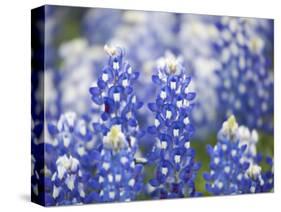 Close Up of Group of Texas Bluebonnets, Texas, USA-Julie Eggers-Stretched Canvas