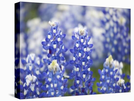 Close Up of Group of Texas Bluebonnets, Texas, USA-Julie Eggers-Stretched Canvas