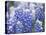 Close Up of Group of Texas Bluebonnets, Texas, USA-Julie Eggers-Stretched Canvas