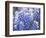 Close Up of Group of Texas Bluebonnets, Texas, USA-Julie Eggers-Framed Photographic Print